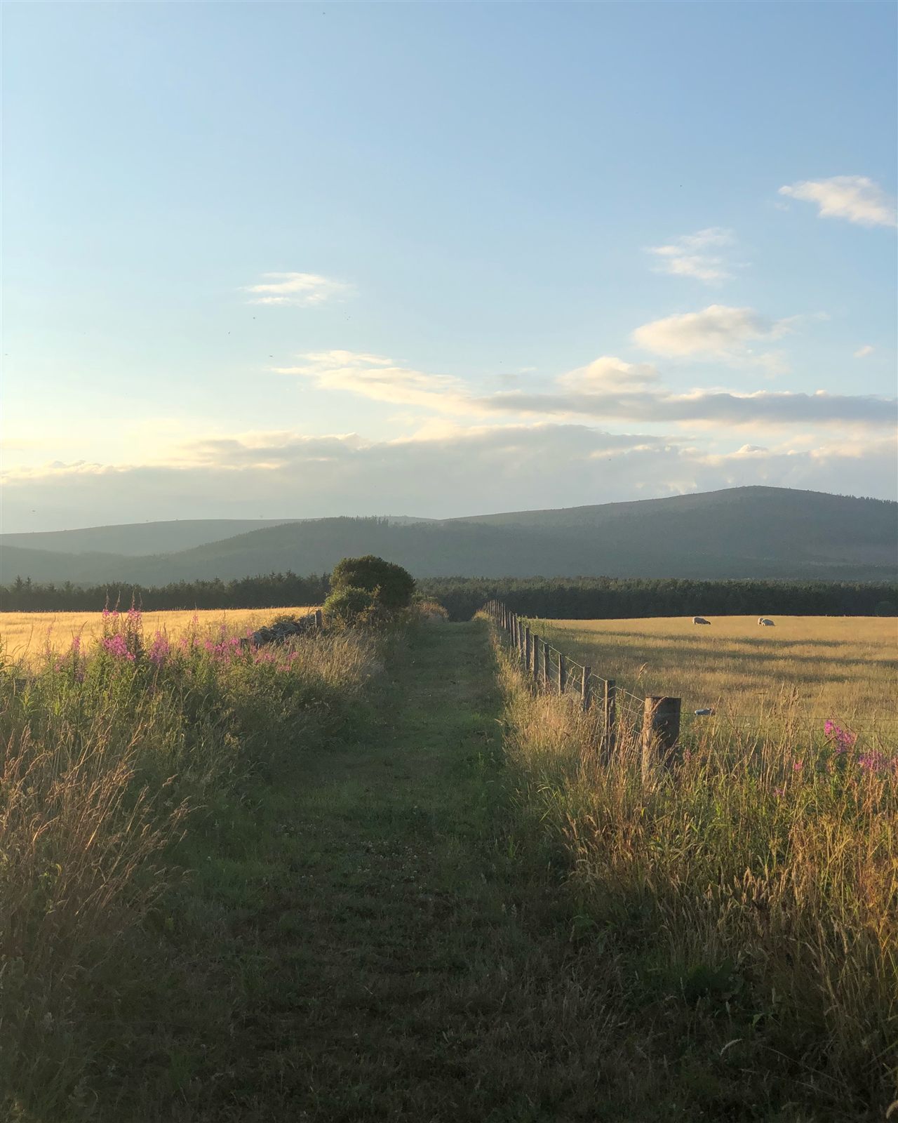 A quiet country track beside golden fields near Bush Farm, with hills in the distance