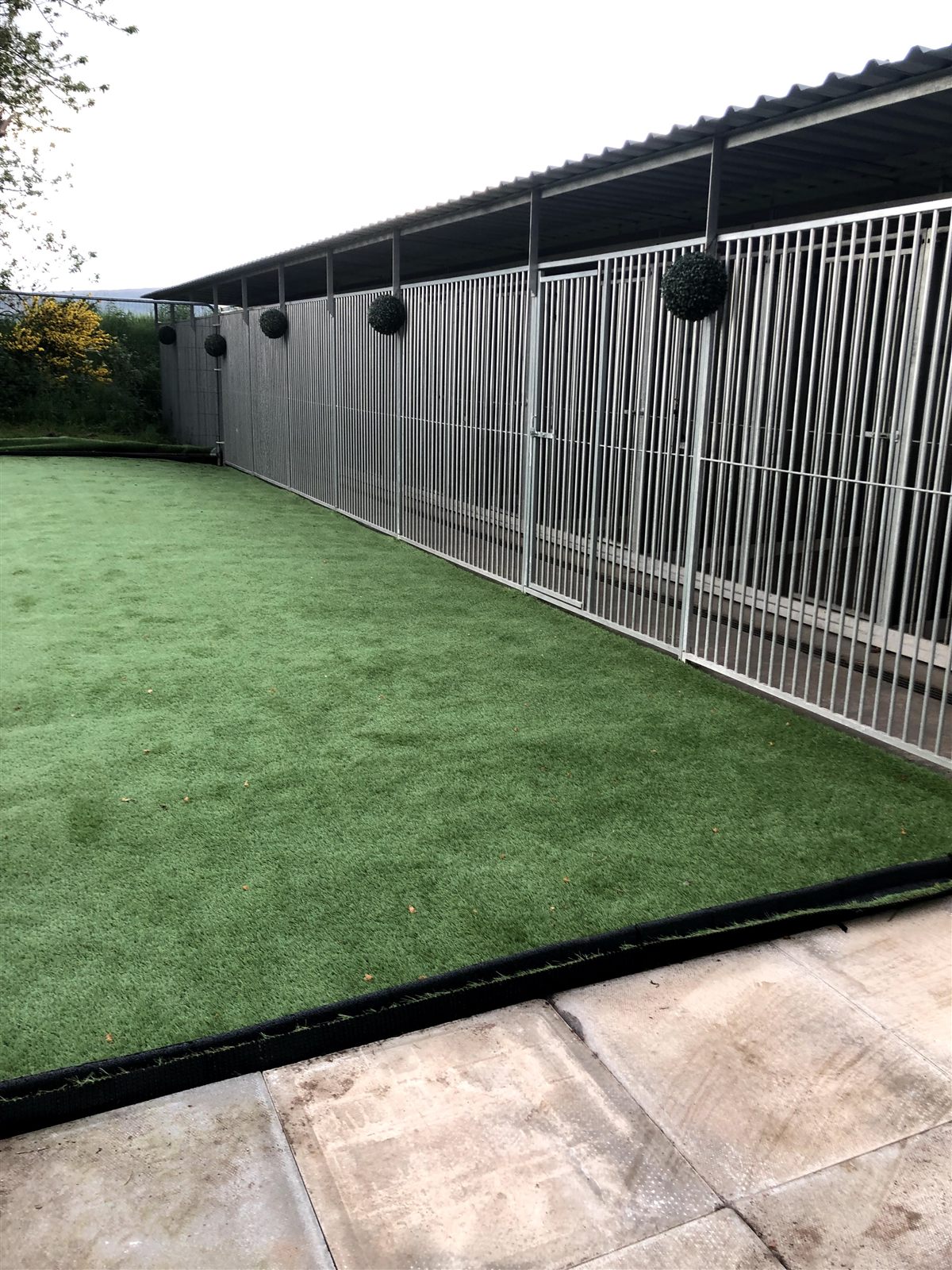 The covered outdoor runs at Bush Kennels with artificial grass exercise area