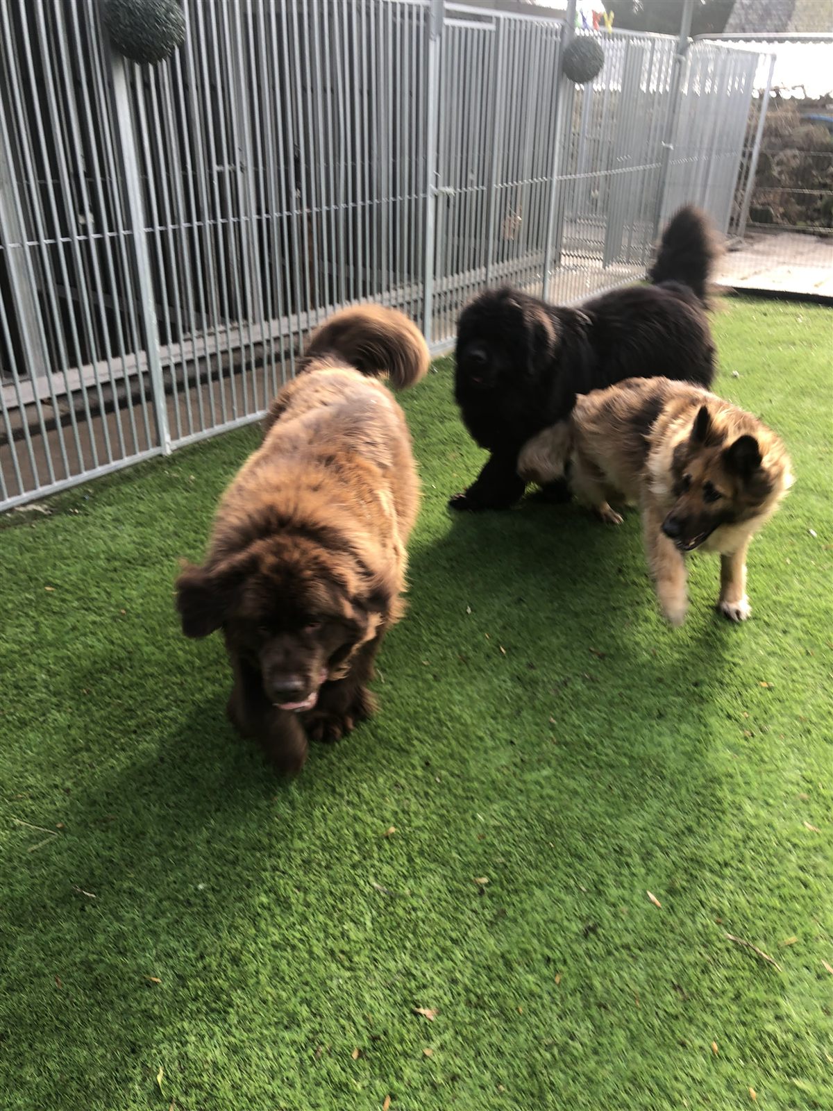 Happy guests playing together on the grass in the secure exercise area