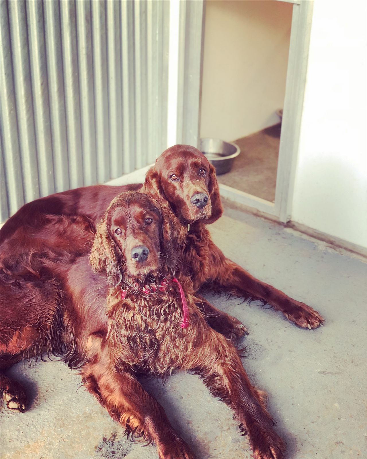 Two Irish Setters relaxing together in their kennel