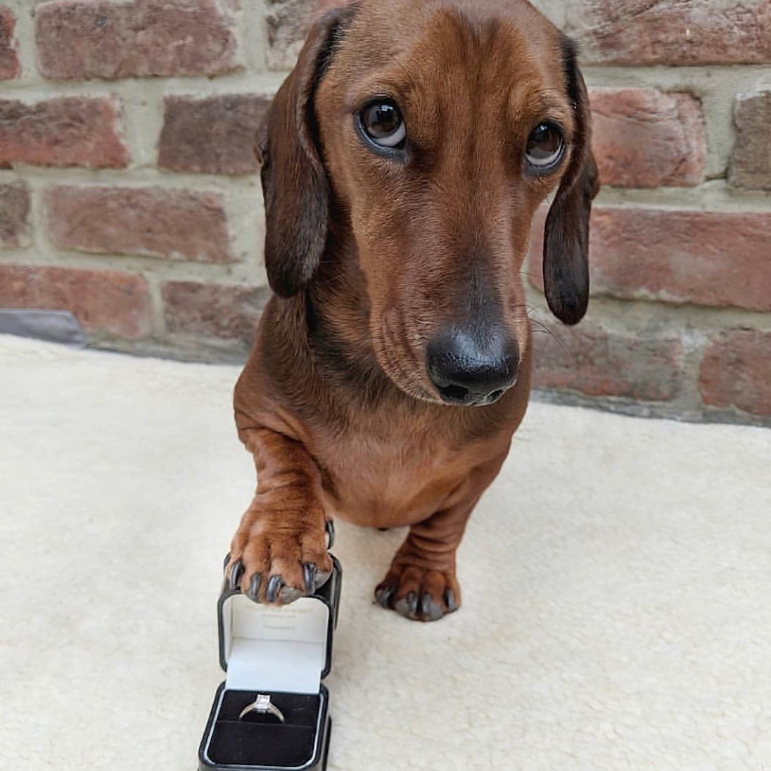A dachshund with a paw on an open engagement ring box
