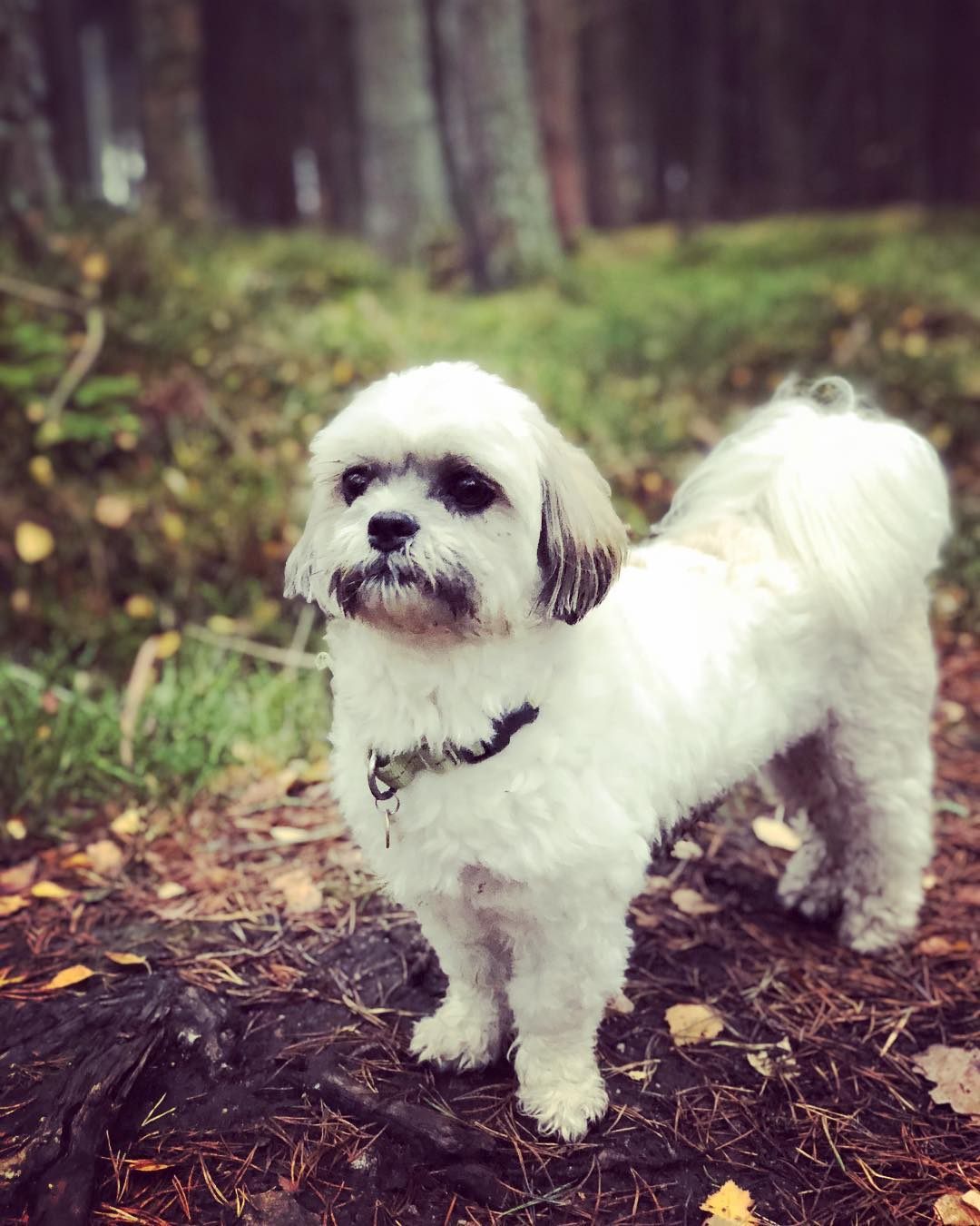 A small white dog on a woodland walk
